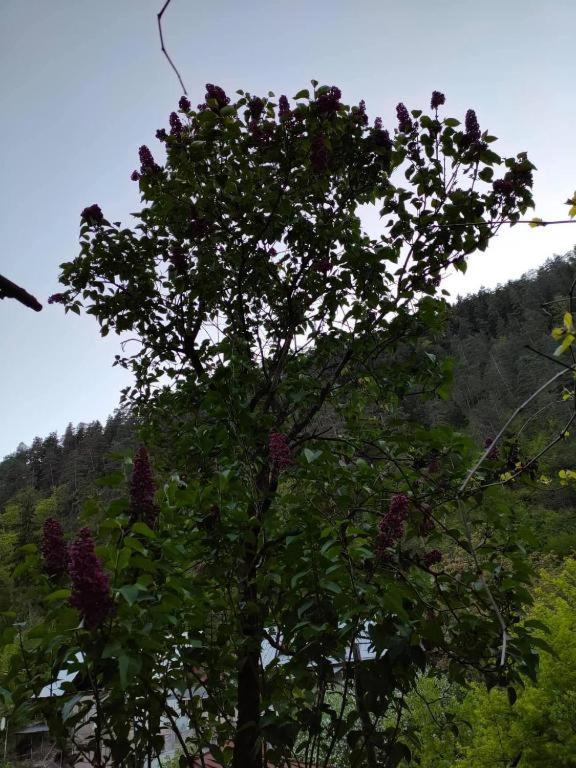 Guest House Gogias Cixe Borjomi Exterior foto